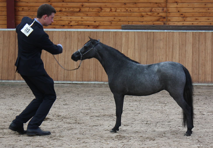 Phantom n°5, miniature horse