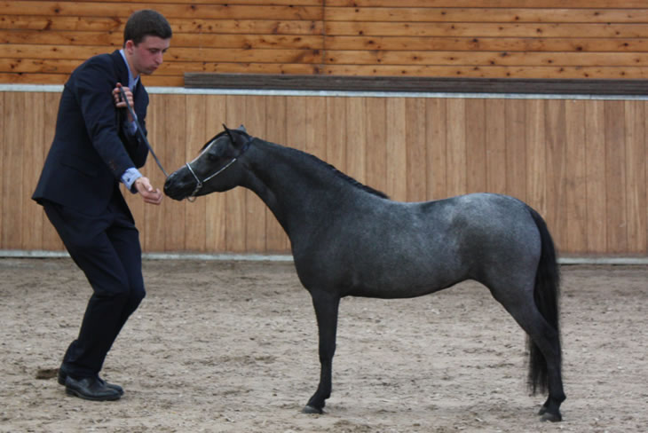 Phantom n°5, miniature horse