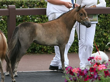 EBF Spirit Arabian Elegance