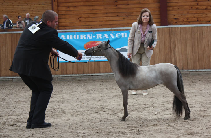 Backal Hawk, miniature filly