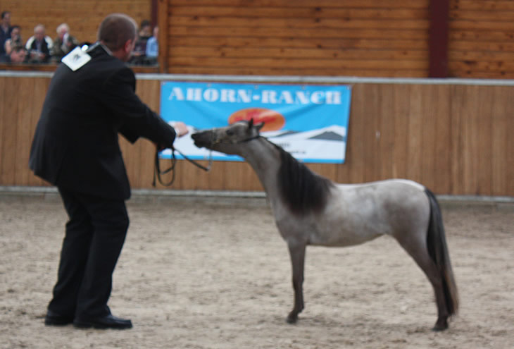 Backal Hawk, miniature filly