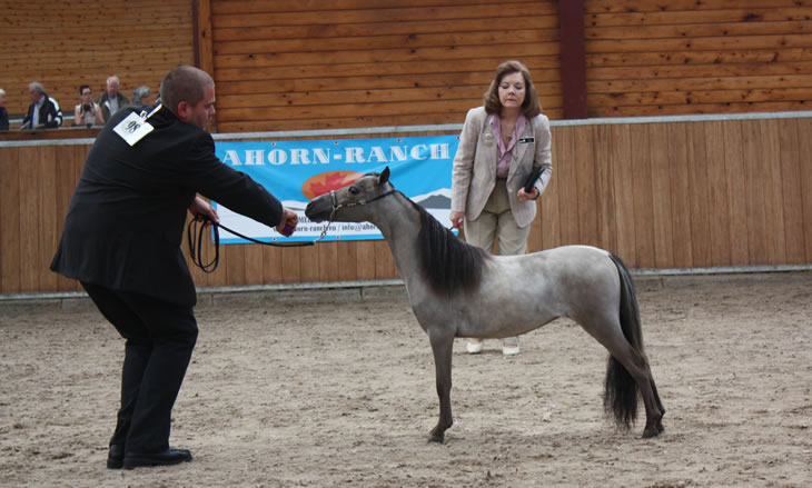 Backal, miniature horse at the show extravagenza 2011