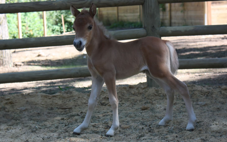 Bakélite Hawk, miniature filly