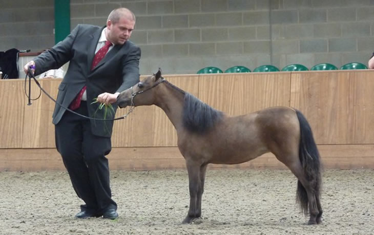 Bastet, miniature mare