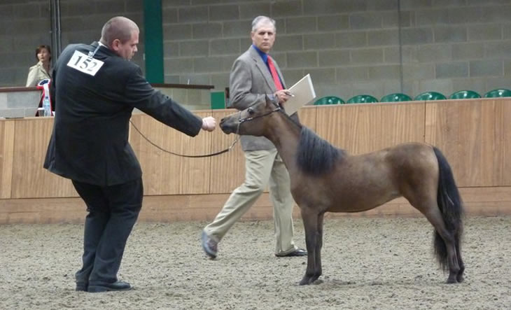 Bastet, miniature mare