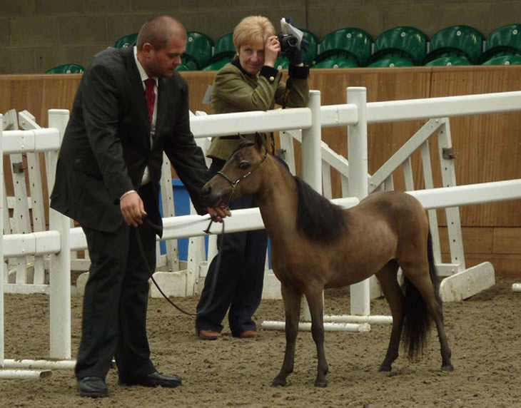 Bastet, miniature mare