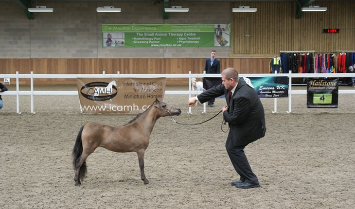 Bastet, miniature mare