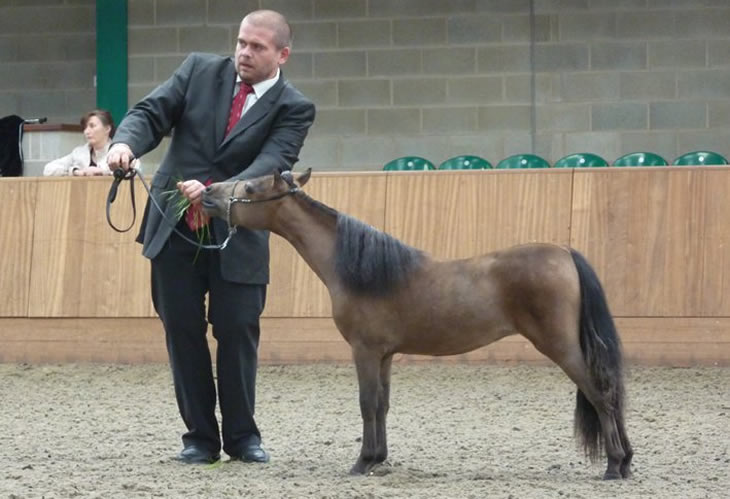 Bastet, miniature mare