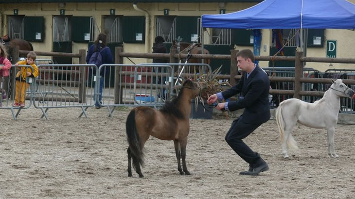 Bastet, miniature mare