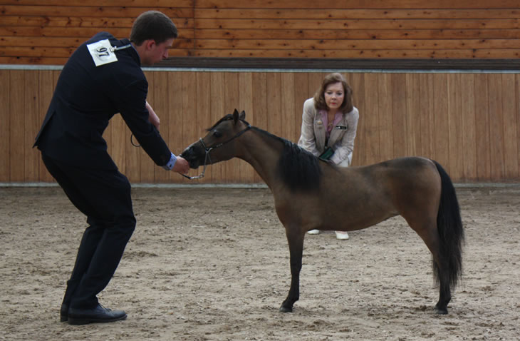 Bastet, miniature mare