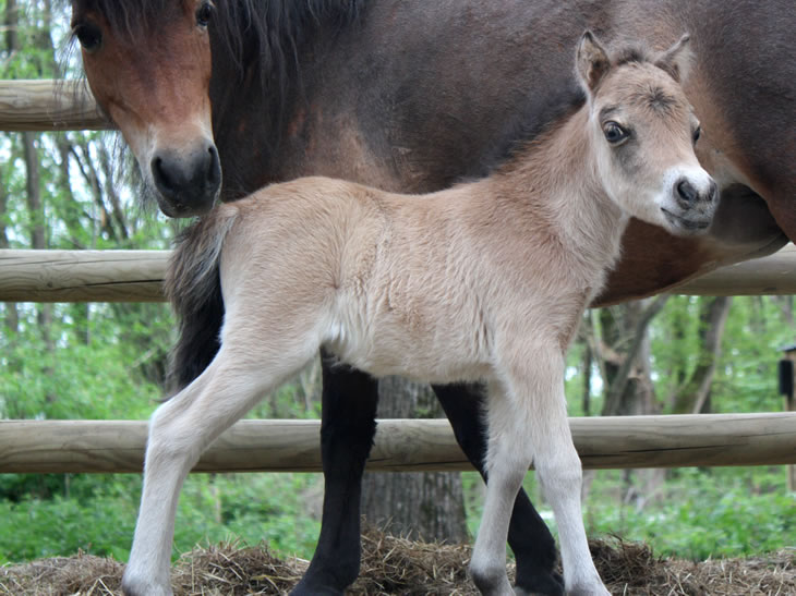 Colombe de la paix, miniature horse