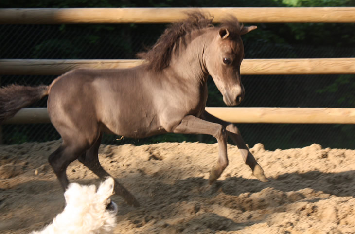 Dona Isabel, miniature foal