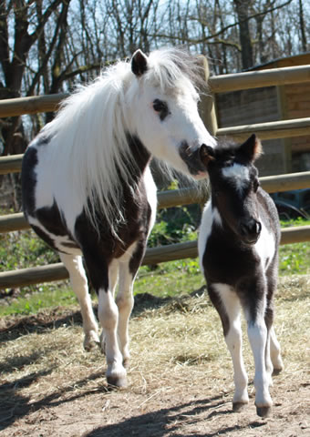 Princess Noor et sa mère Bright