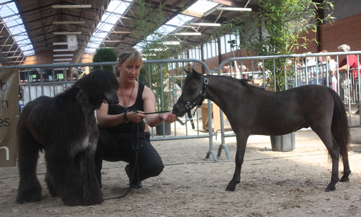 Toby Boy, miniature horse and dog