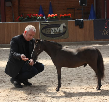 Toby Boy, poulain miniature