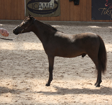 Toby Boy, poulain miniature