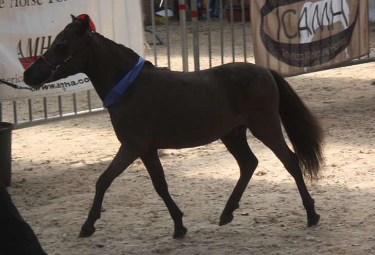 Toby Boy, poulain miniature