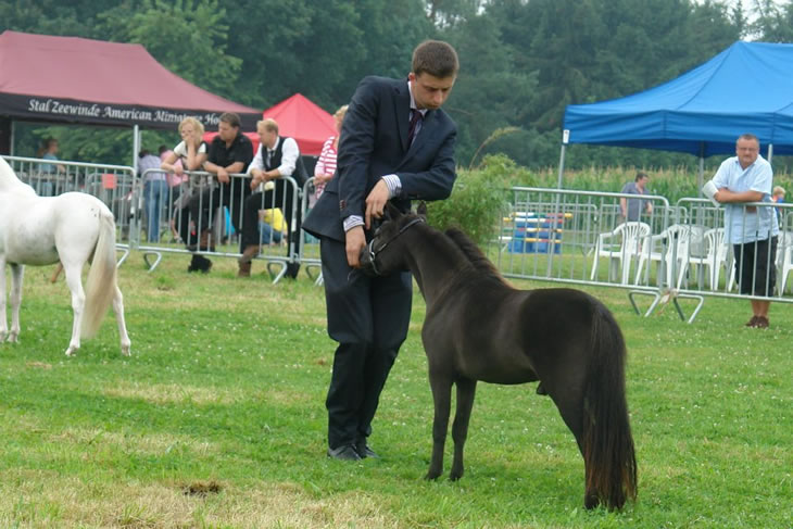 Toby Boy, poulain miniature