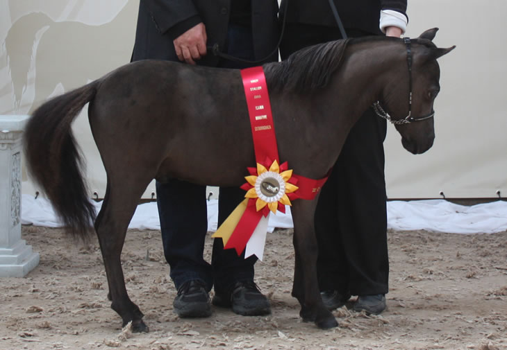 Toby Boy, poulain miniature