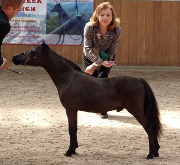 Toby Boy, poulain miniature