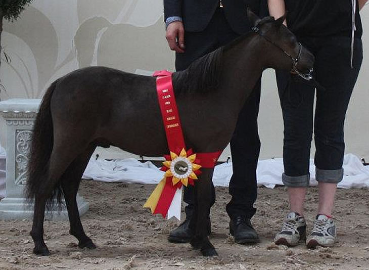 Toby Boy, poulain miniature