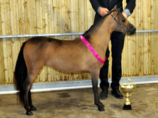 Bastet, miniature horse for sale