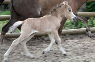 Boréal, miniature horse for sale