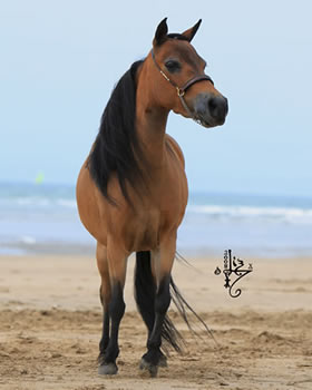 Alamos Streaker Impressive Bay Moon