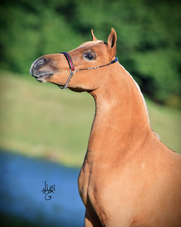 Gentleman Jim, miniature horse