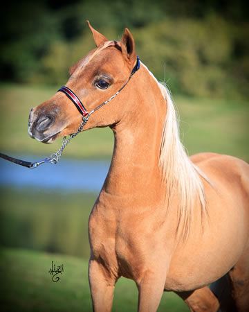 Gentleman Jim, miniature horse