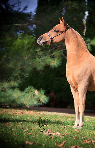 Gentleman Jim, miniature horse