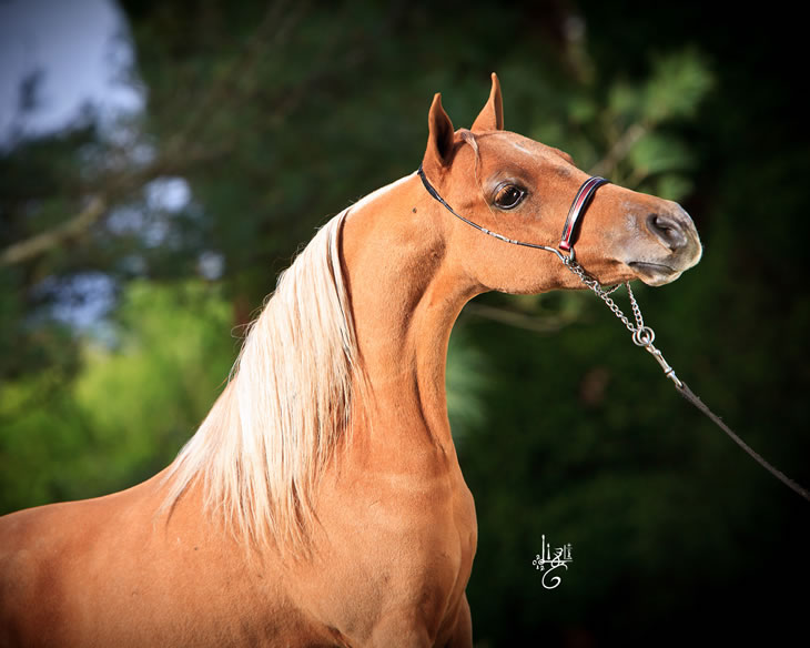 Gentleman Jim, miniature hose