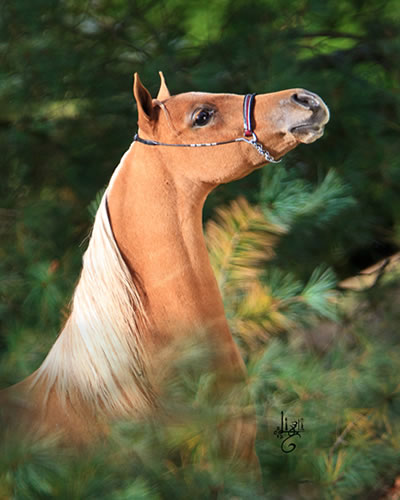 Gentleman Jim, miniature horse