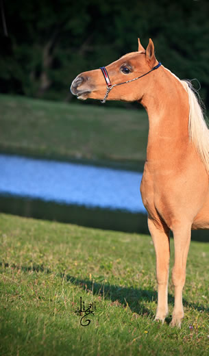 Gentleman Jim, miniature horse