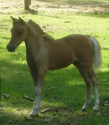 Gentleman Jim, miniature horse