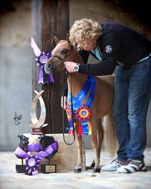 Gentleman Jim avec Tom Leeggangers, Tom aime vraiment les chevaux et les chevaux le lui rendent bien...