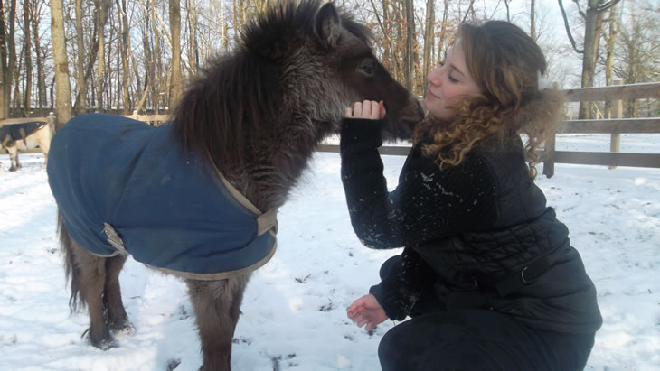 Little Lady Louise, miniature horse