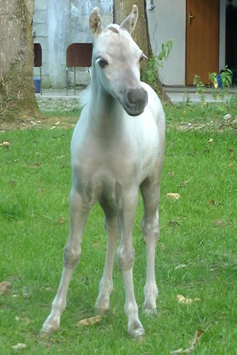 My Royal limoges, miniature horse