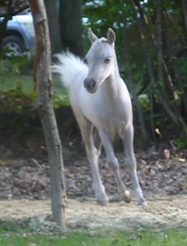 My Royal limoges, miniature horse