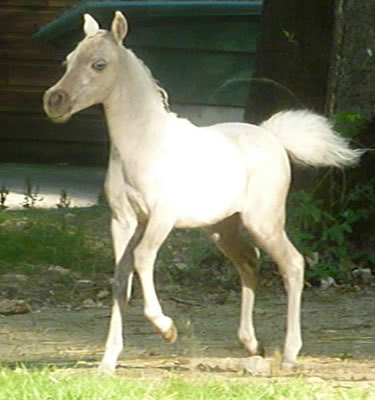 My Royal limoges, miniature horse