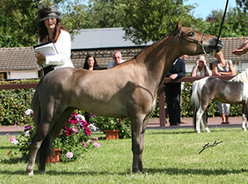 EBF Spirit Arabian Elegance