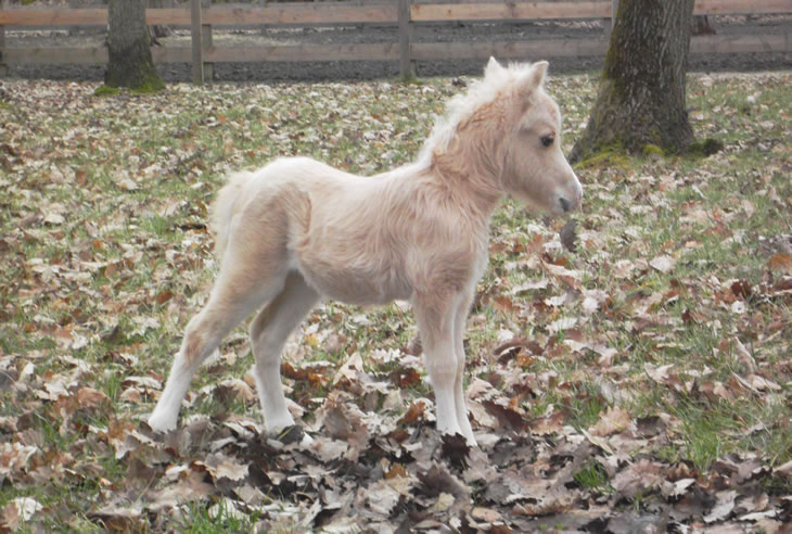East of Eden, baby miniature horse