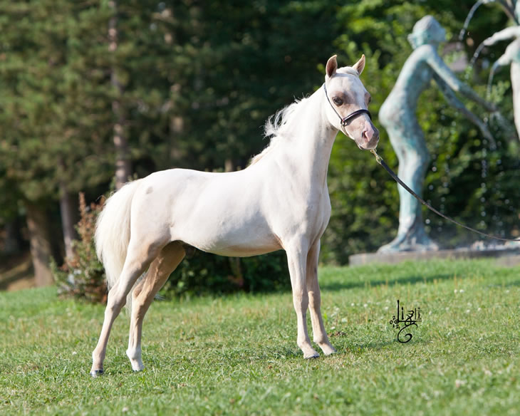 East of Eden, poulain miniature