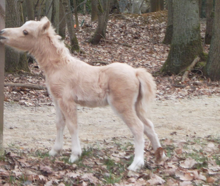 East of Eden, baby miniature horse