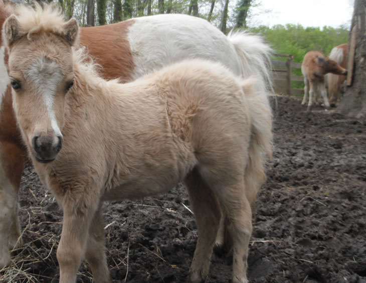 Modello RK Stetson Infente Ines, miniature filly