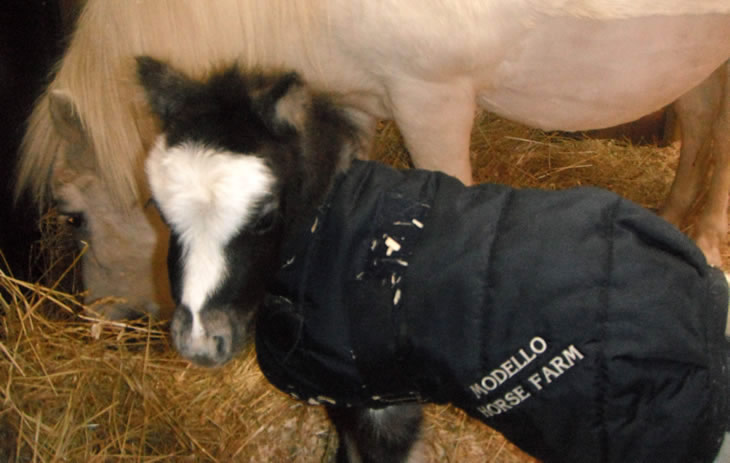 Lorenzaccio, miniature horse