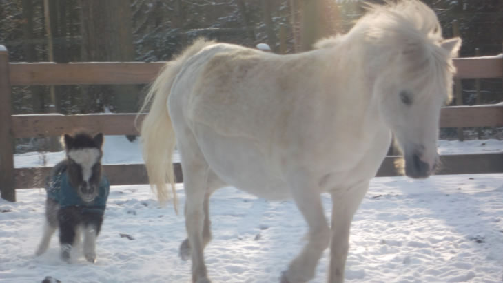 Lorenzaccio, miniature horse : Rainmaker et son fils Lorenzaccio