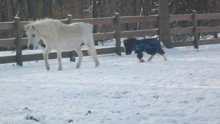 Lorenzaccio, miniature horse : Rainmaker et son fils Lorenzaccio