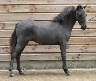 miniature horse for sale