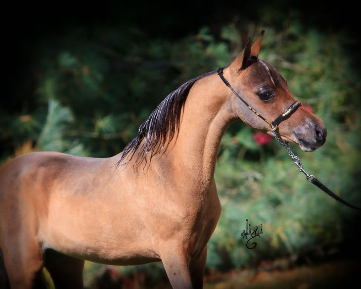 Nikita Hawk, miniature horse